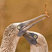 Blue-footed Booby